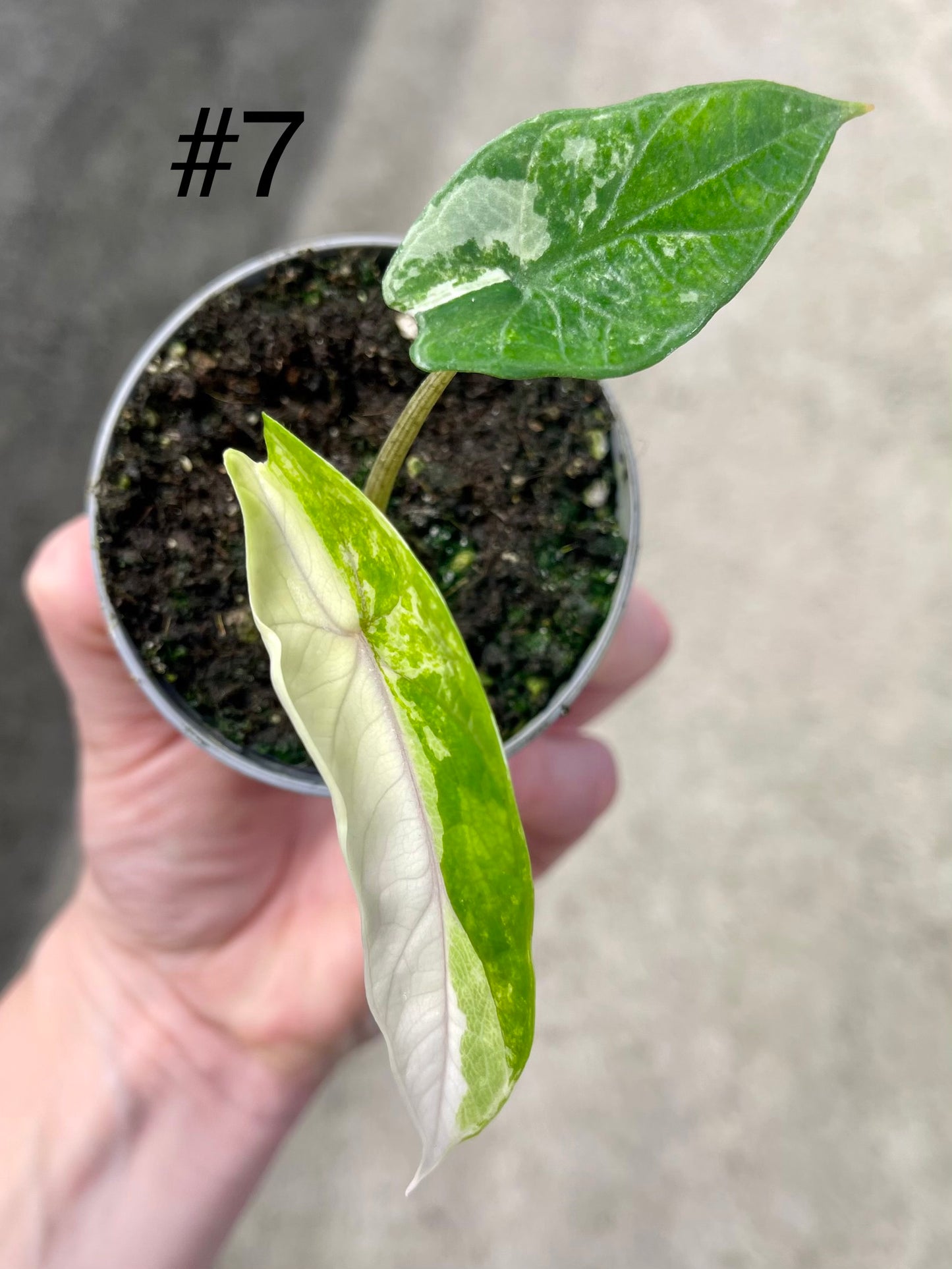 ALOCASIA SCALPRUM ALBO VARIEGATA