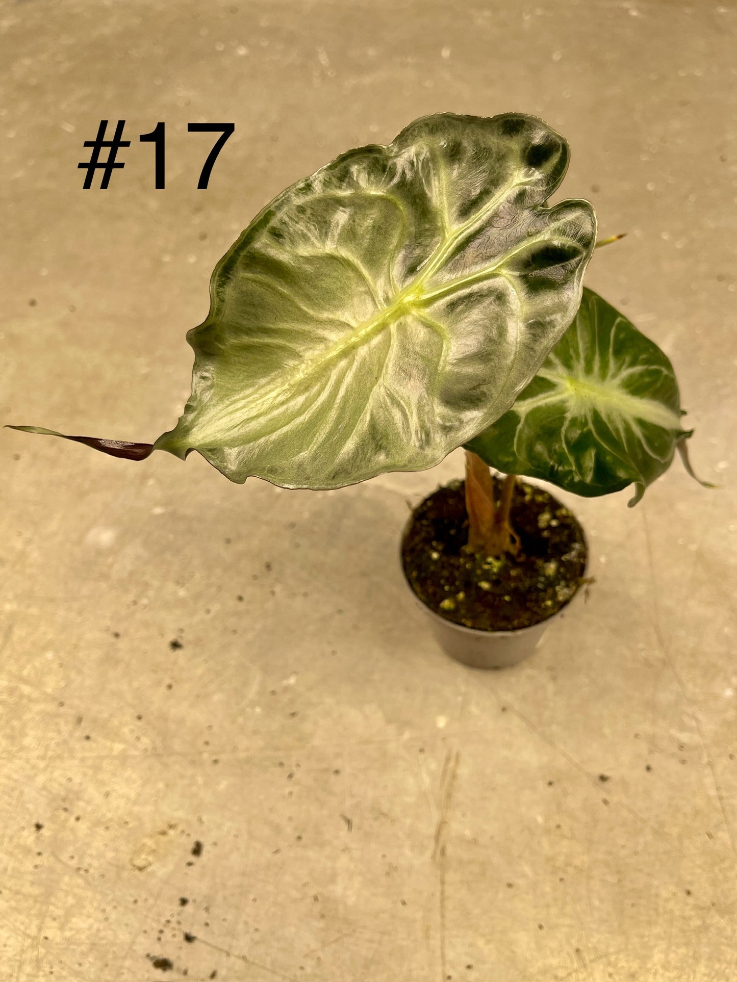 ALOCASIA VENOM S NEW