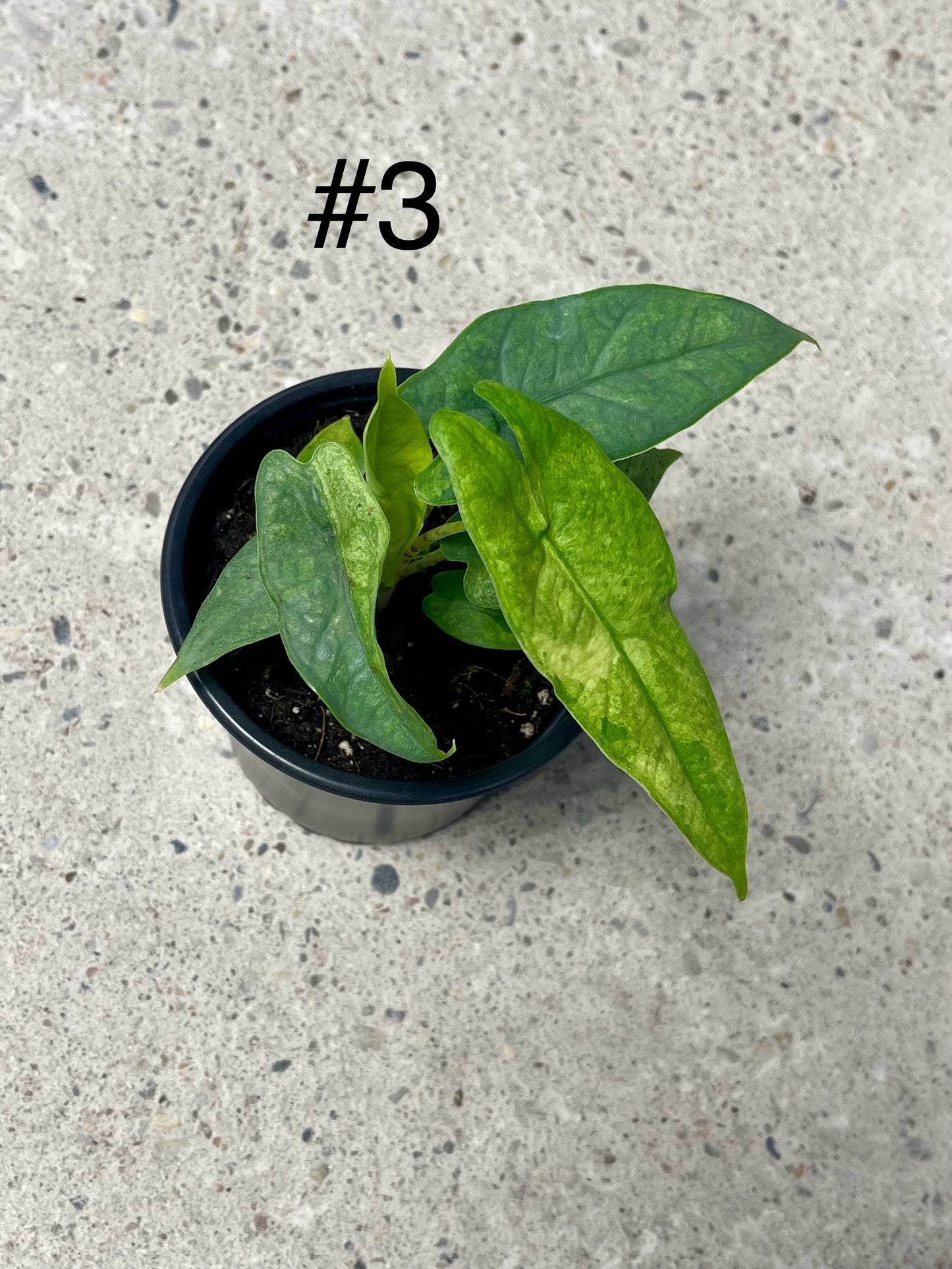 ALOCASIA GREEN CARPET VARIEGATA NEW