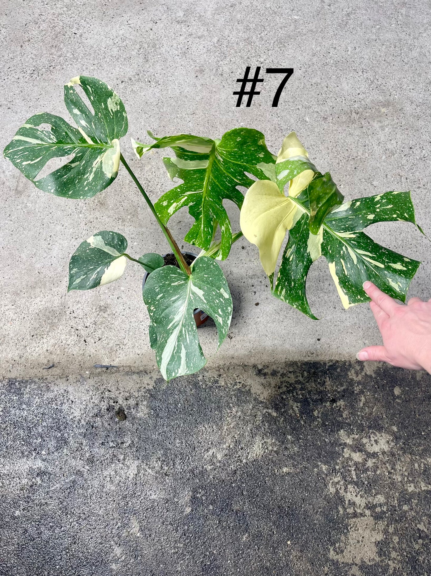 Monstera deliciosa thai constellation XL