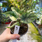Alocasia dragon scale variegata
