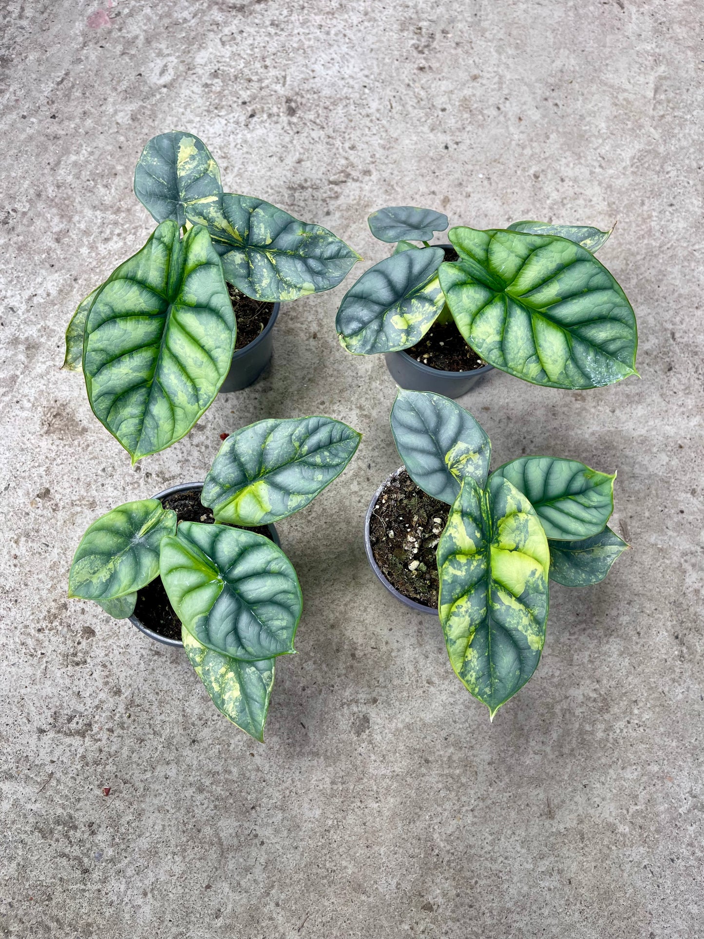 Alocasia silver dragon aurea variegata M NEW