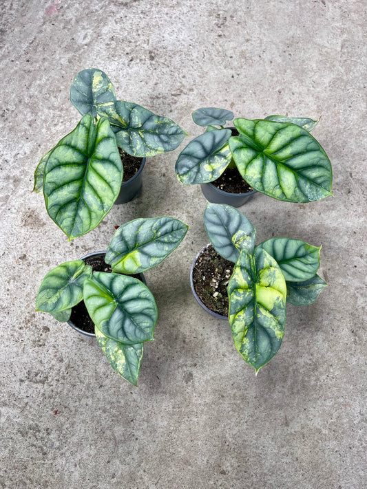 Alocasia silver dragon aurea variegata M NEW