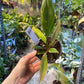 Philodendron caramel marble légère var M