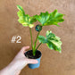Philodendron selloum variegata M