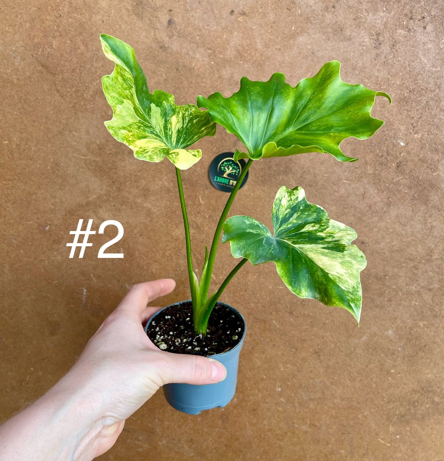 Philodendron selloum variegata M