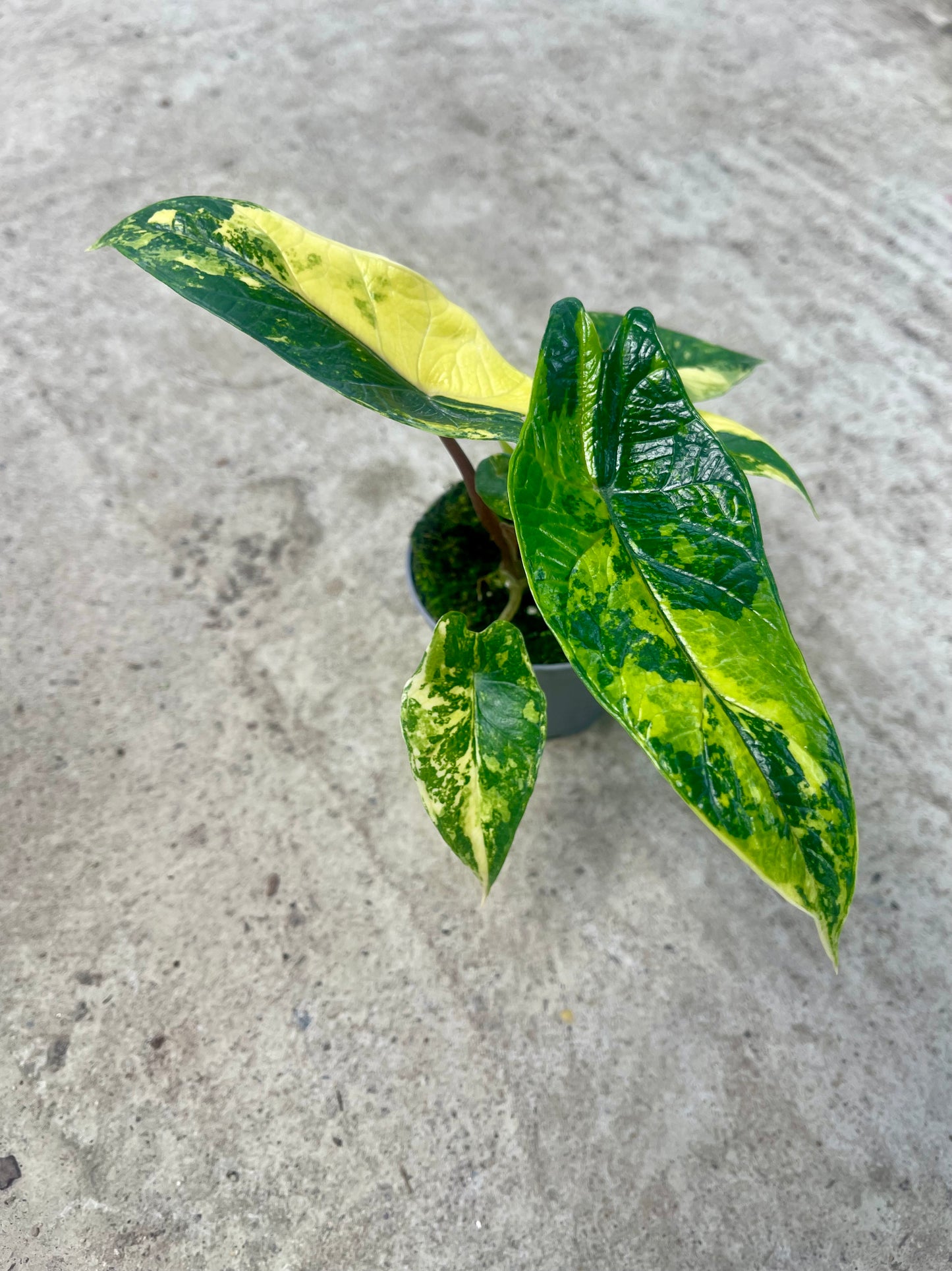 ALO.CASIA SCALPRUM AUREA VARIEGATA (2 plantes)