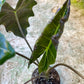 ALOCASIA PSEUDO SANDERIANA AUREA L