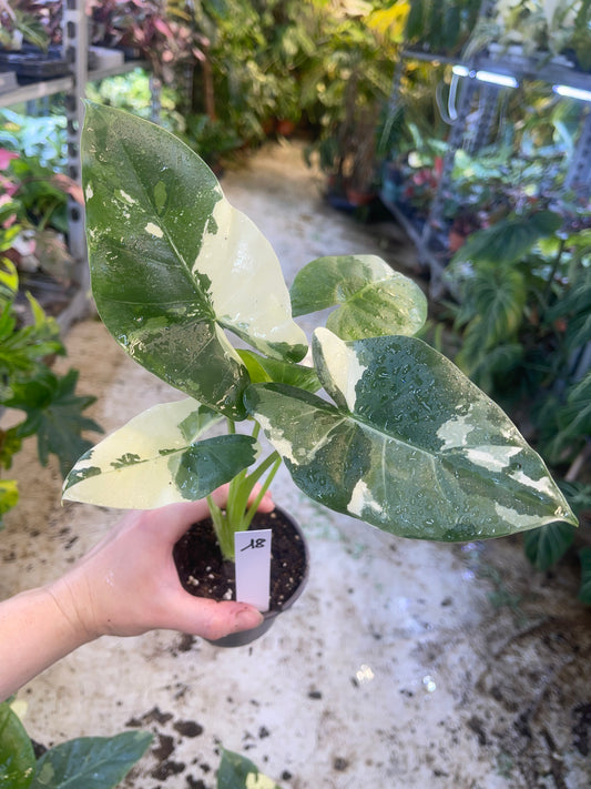 ALOCASIA MACRORRHIZA ALBO NEW
