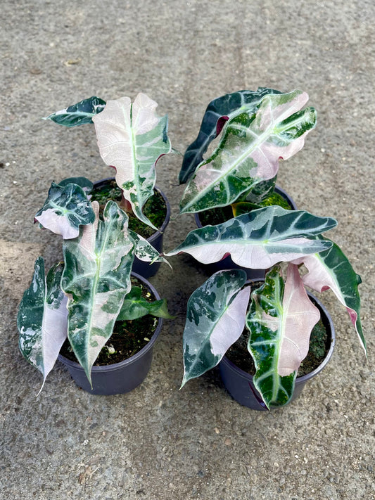 ALOCASIA AMAZONICA POLLY PINK M NEW