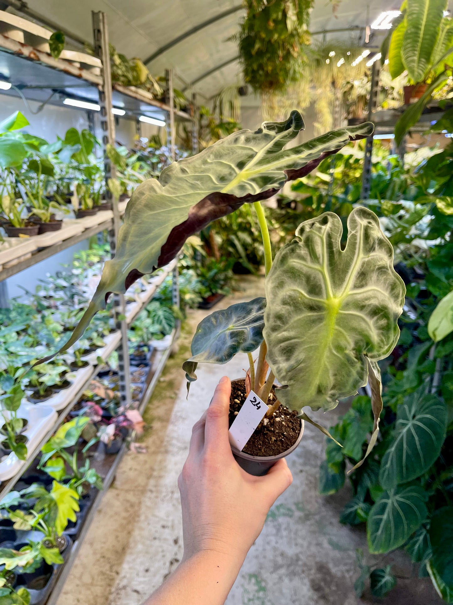 ALOCASIA VENOM L NEW