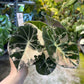 ALOCASIA BLACK VELVET PINK VARIEGATA M