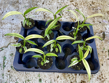 Epipremnium amplissimum variegata NEW