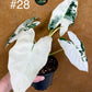 Alocasia frydek variegata haute variegation M