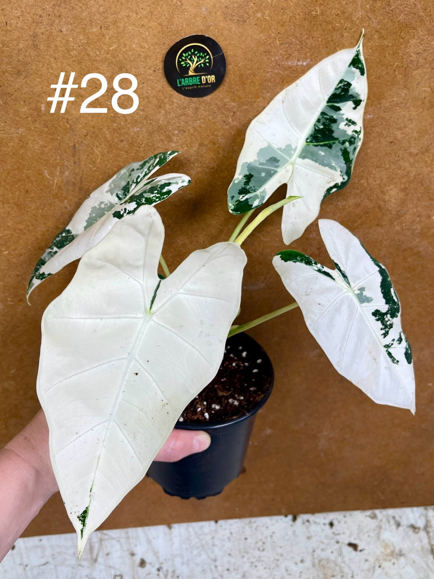 Alocasia frydek variegata haute variegation M