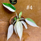 Philodendron florida ghost variegata
