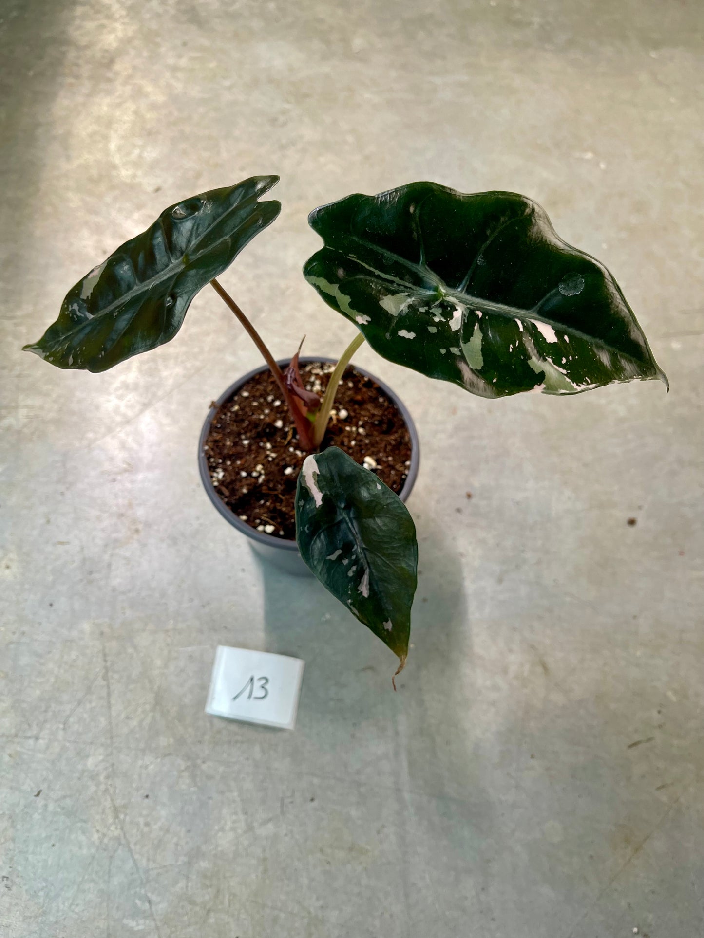ALOCASIA CHANTRIERI PINK VARIEGATA NEW