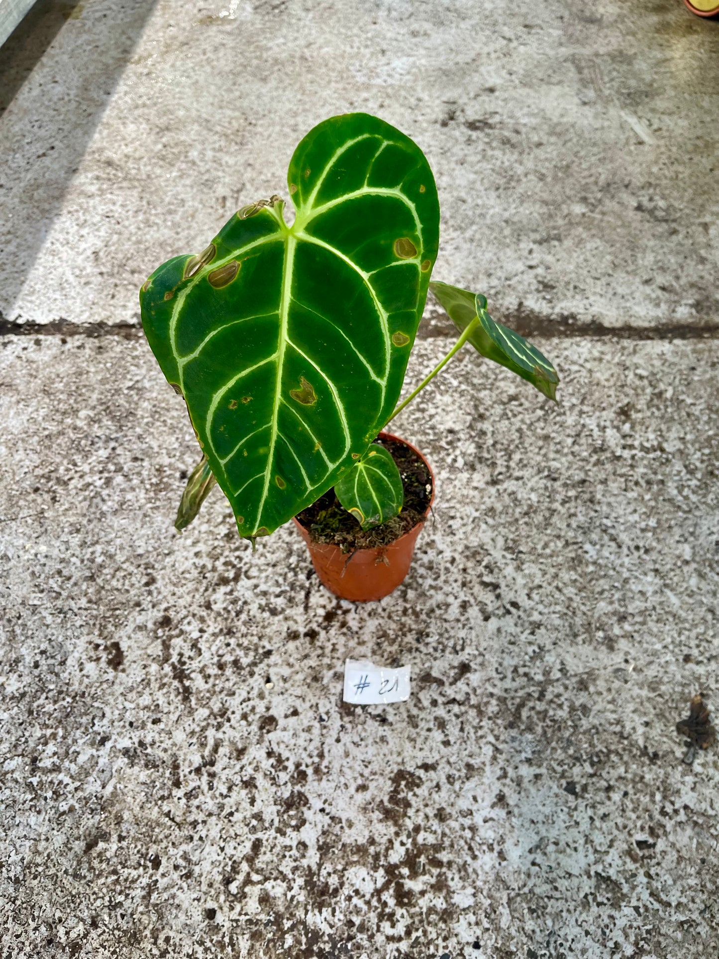 PLANTE A SAUVER
