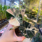 ALOCASIA BLACK VELVET PINK VARIEGATA M