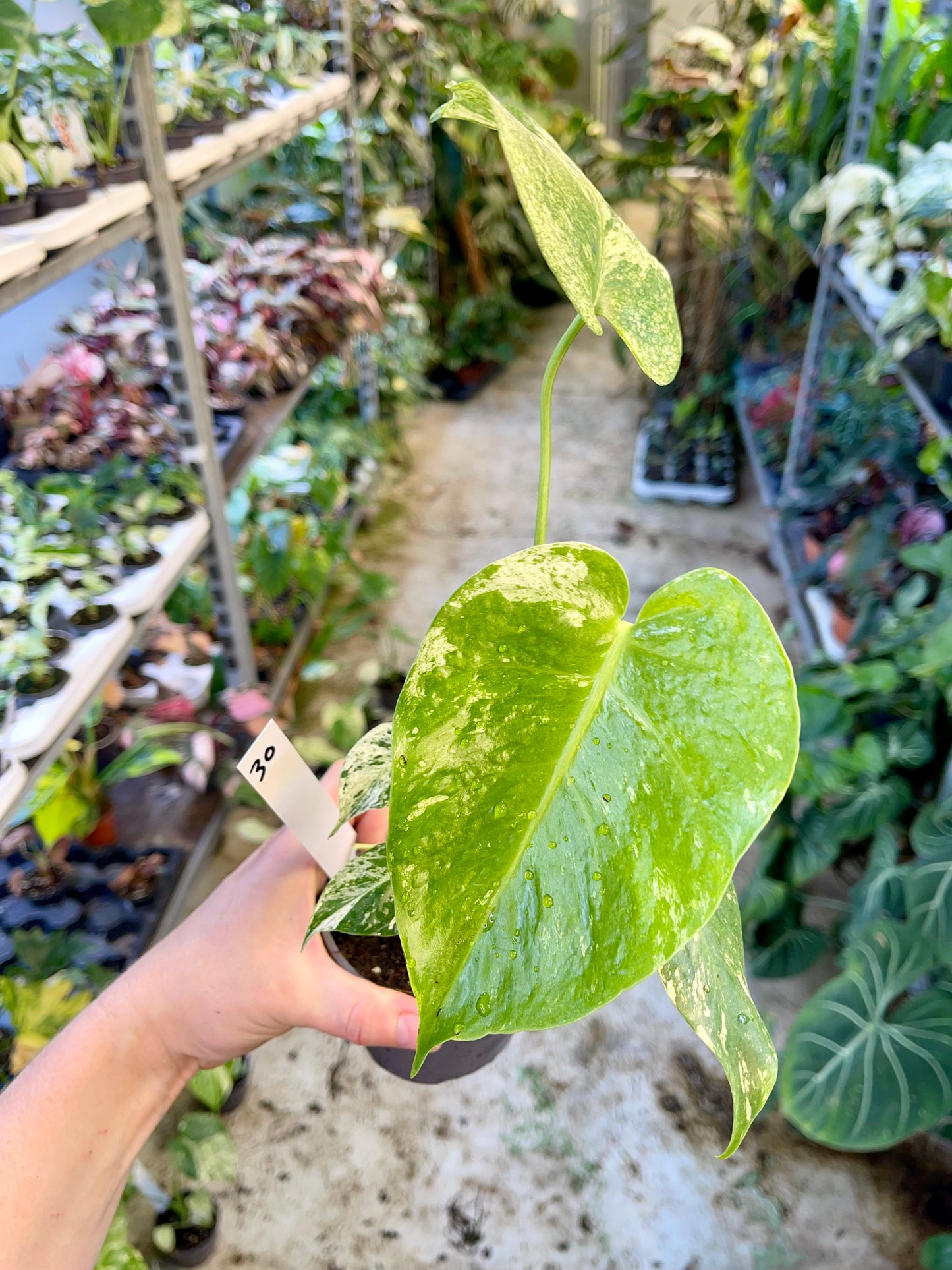 MONSTERA WHITE MONSTER M NEW