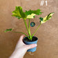 Philodendron selloum variegata M