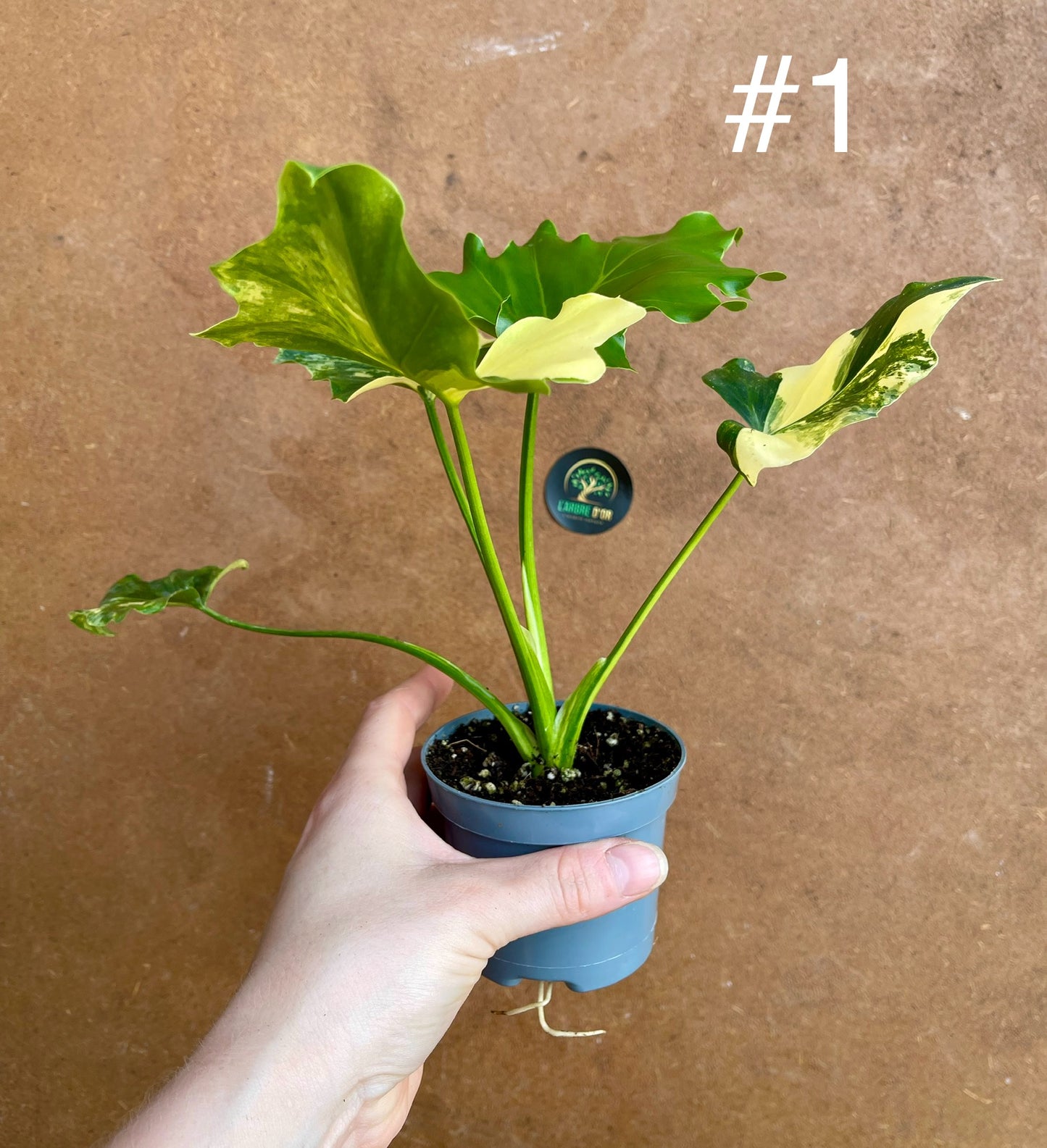 Philodendron selloum variegata M