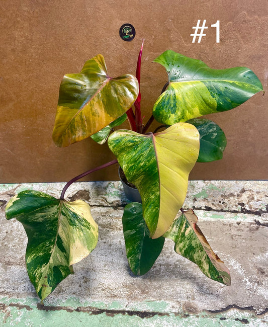 Philodendron strawberry shake L