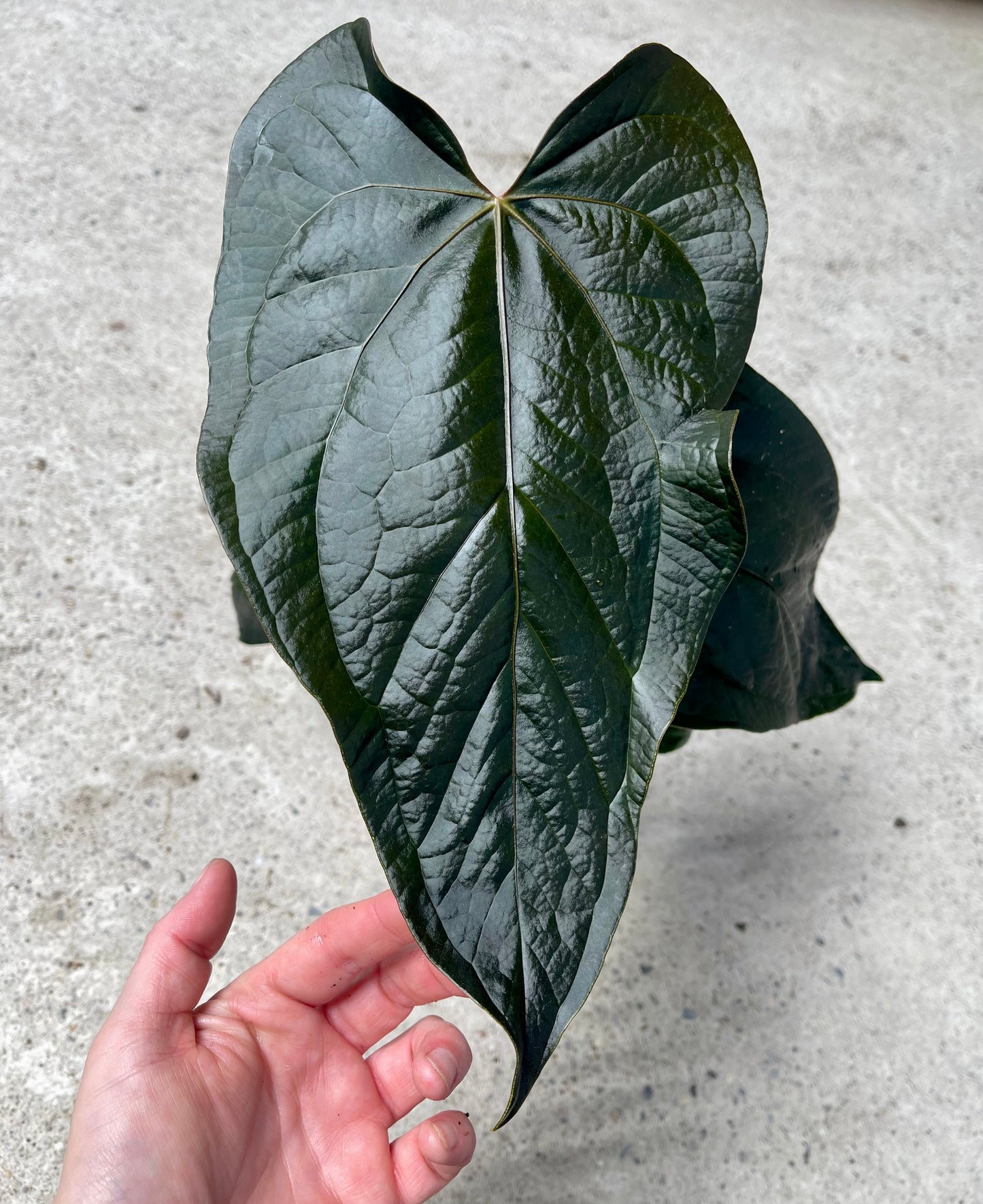 ANTHURIUM QUEEN OF HEARTS NEW