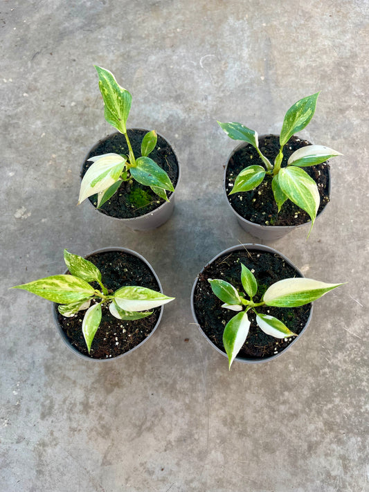 PHILODENDRON GLORIOSUM TRICOLOR VARIEGATA