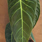 Philodendron melanochrysum XL