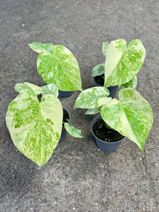 MONSTERA LEGACY S NEW