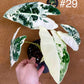 Alocasia frydek variegata haute variegation M