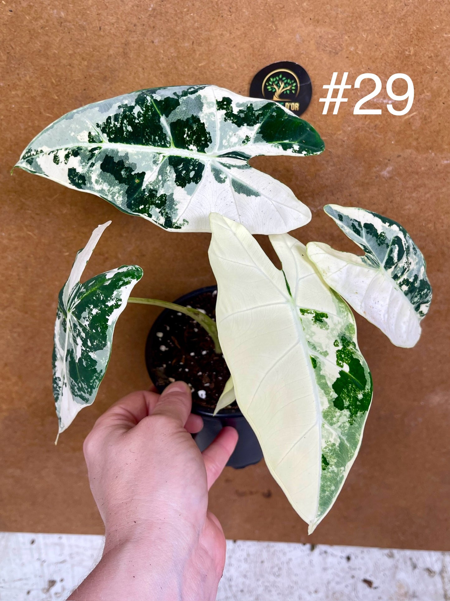 Alocasia frydek variegata haute variegation M