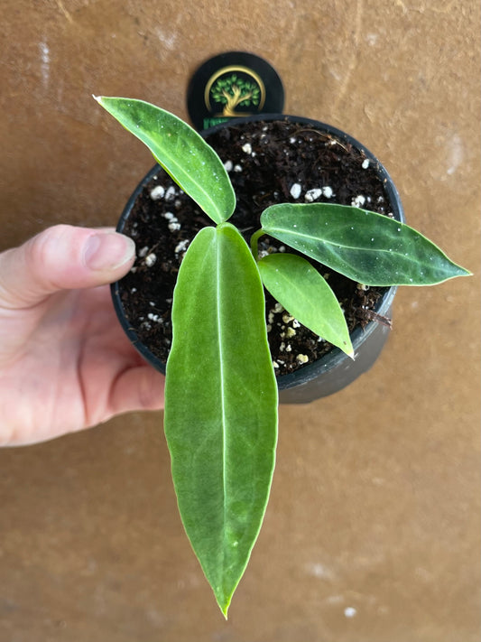 Anthurium warocqueanum baby