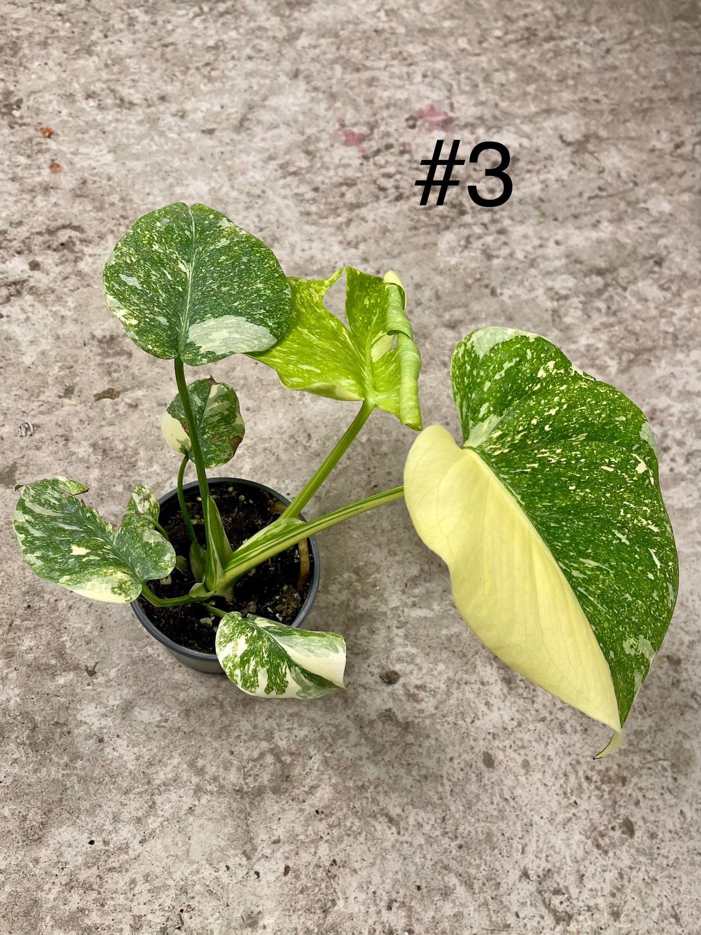 MONSTERA LEGACY M NEW