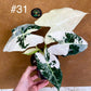 Alocasia frydek variegata haute variegation M