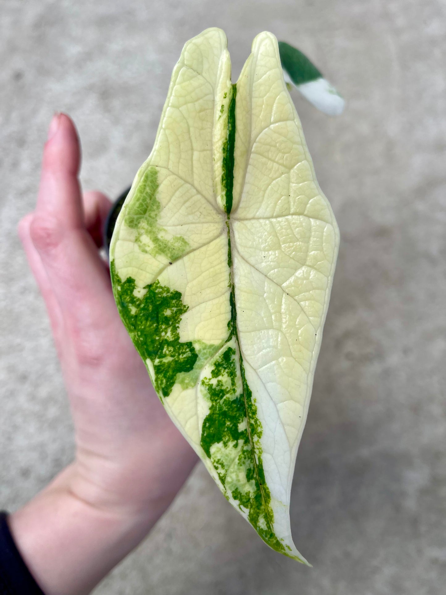 ALO.CASIA SCALPRUM ALBO VARIEGATA