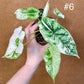 Alocasia dragon scale albo variegata
