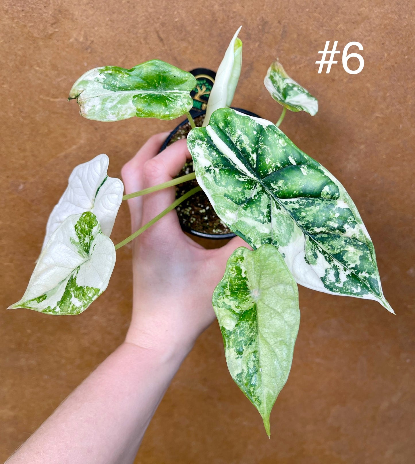 Alocasia dragon scale albo variegata