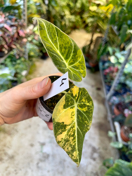 ALOCASIA BLACK VELVET VARIEGATA AUREA S NEW
