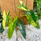 PHILODENDRON BILLIETIAE VARIEGATA