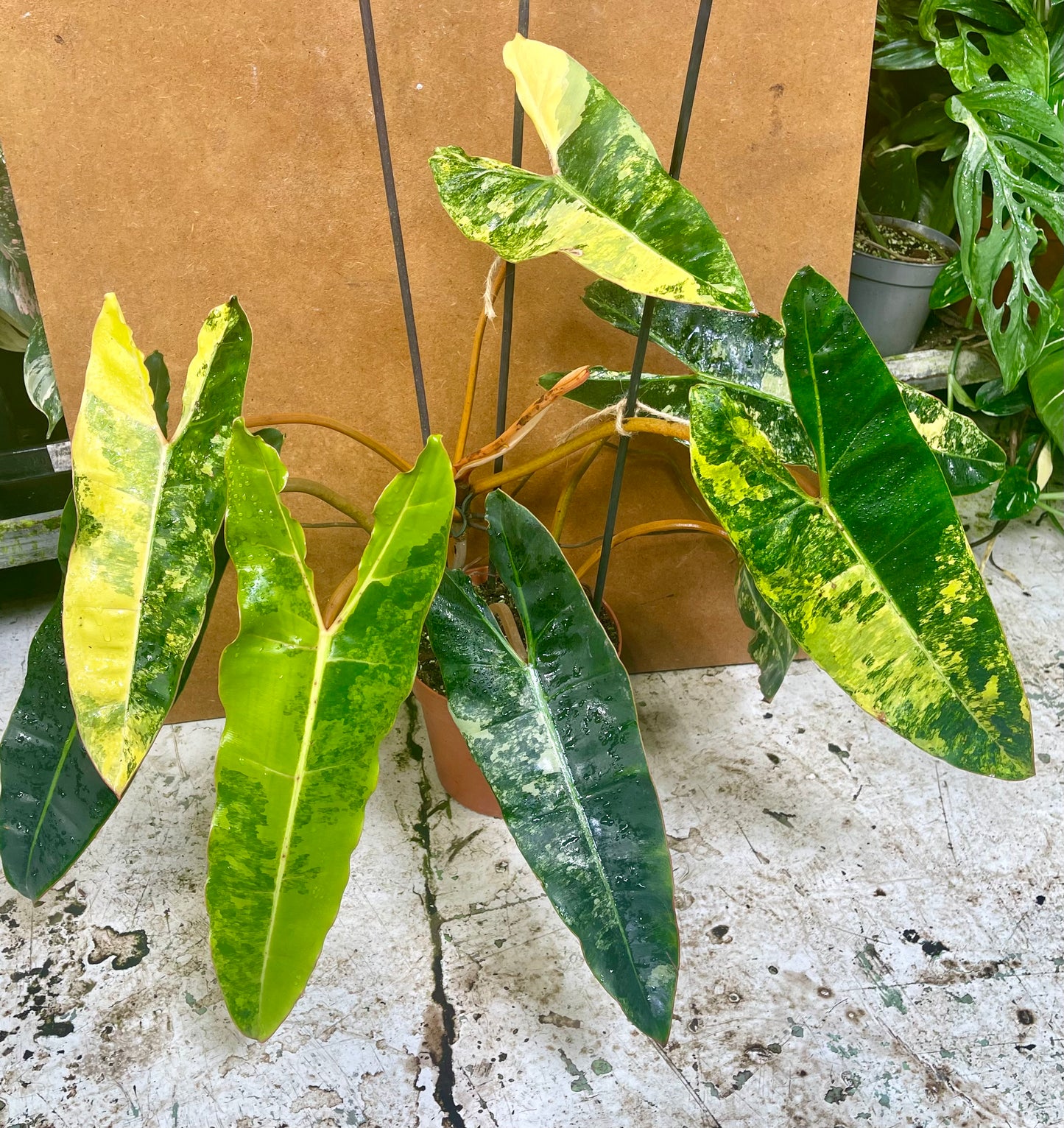 PHILODENDRON BILLIETIAE VARIEGATA