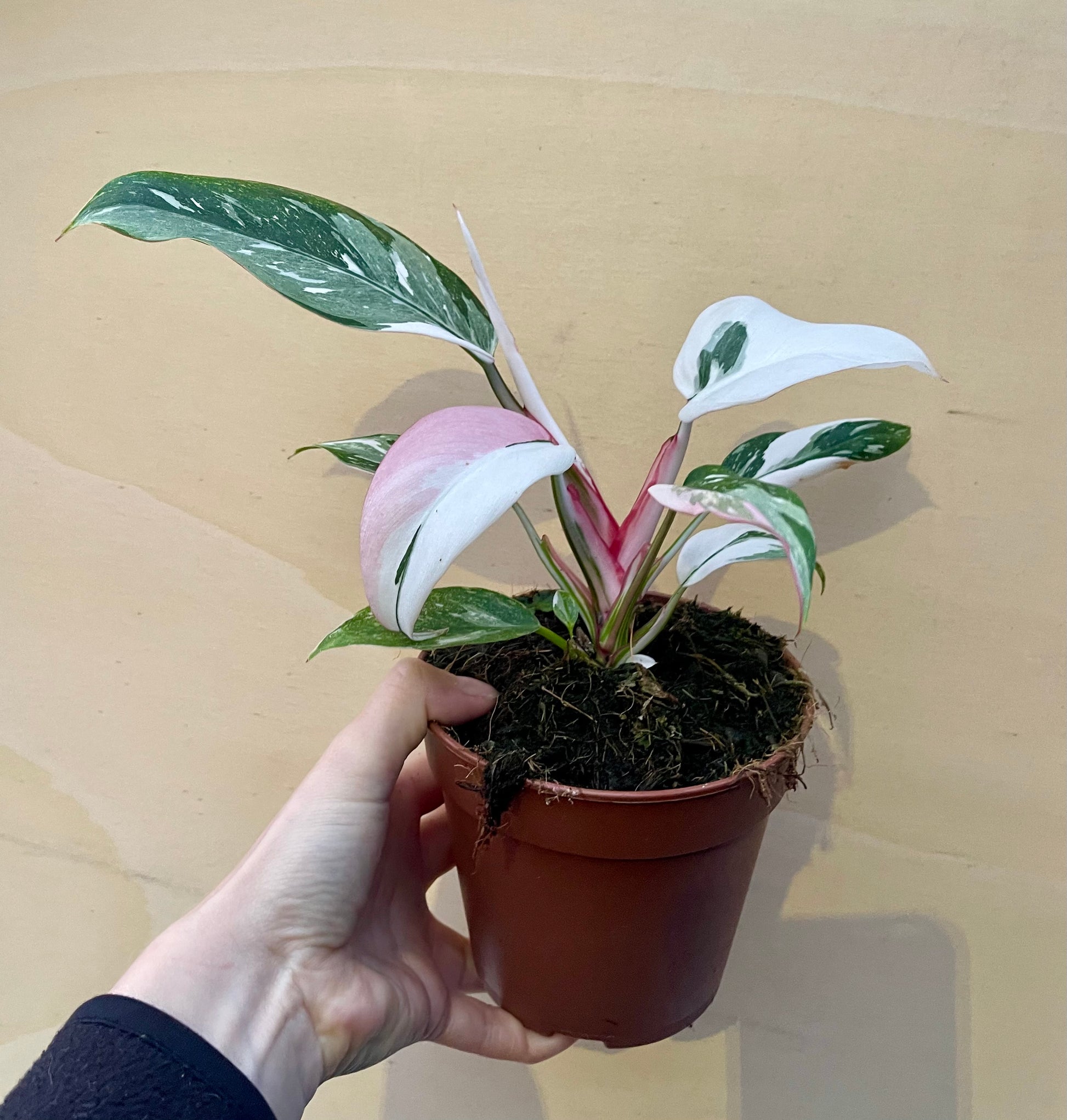 philodendron white princess tricolor Philodendron white princess tricolor – L'arbre D'or 67