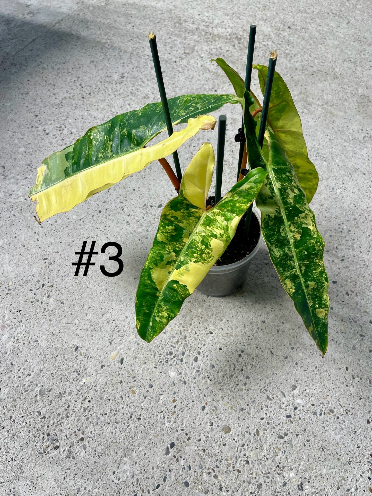 PHILODENDRON BILLIETIAE VARIEGATA NEW