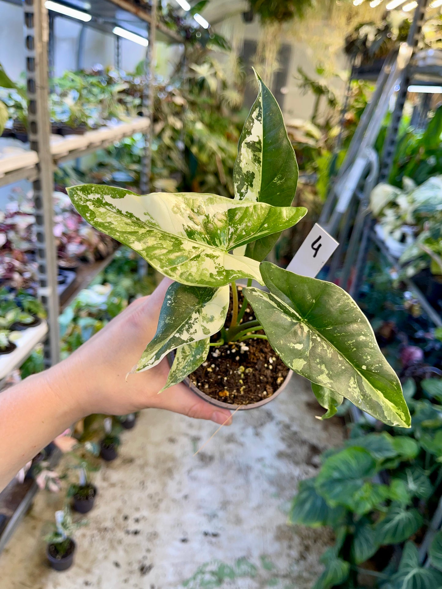 ALOCASIA SIMPO ALBO VARIEGATA M NEW