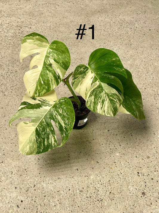 Monstera albo variegata NEW
