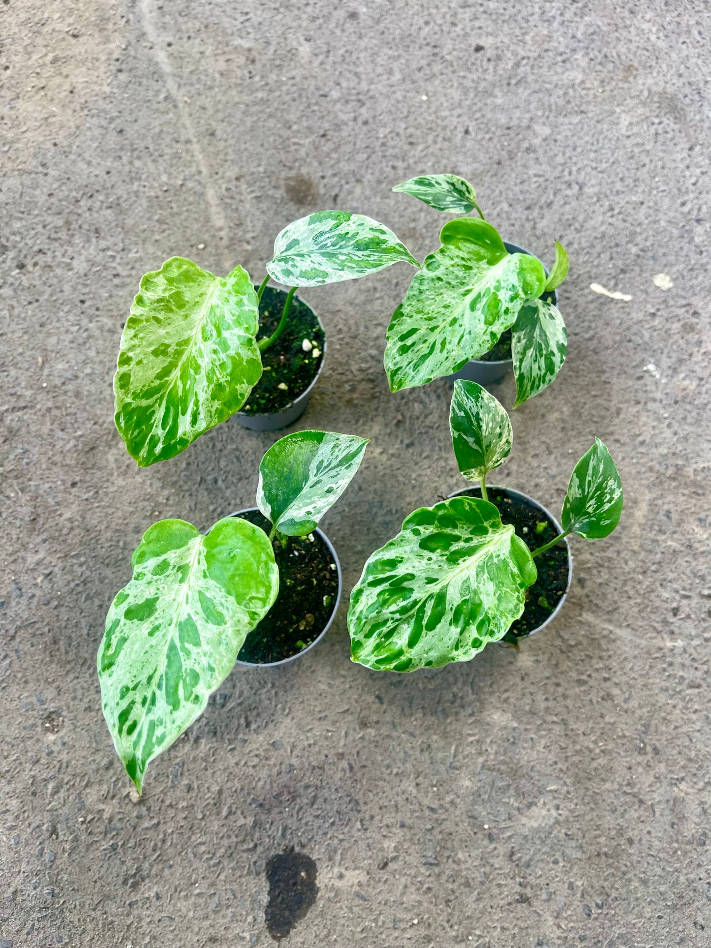 MONSTERA BULBASAUR NEW