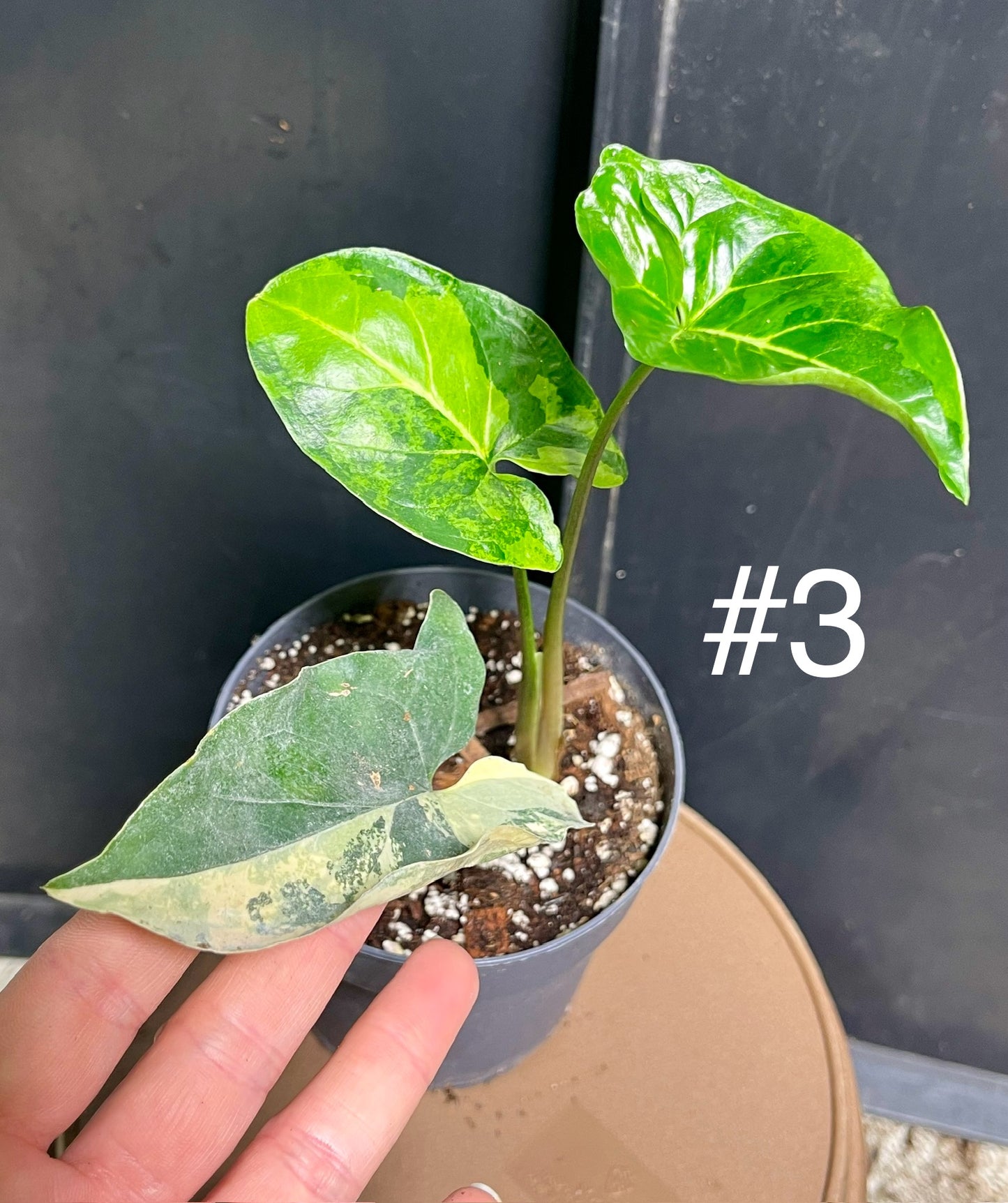 Syngonium aurea variegata