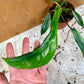 Philodendron joepii green on green variegata NEW
