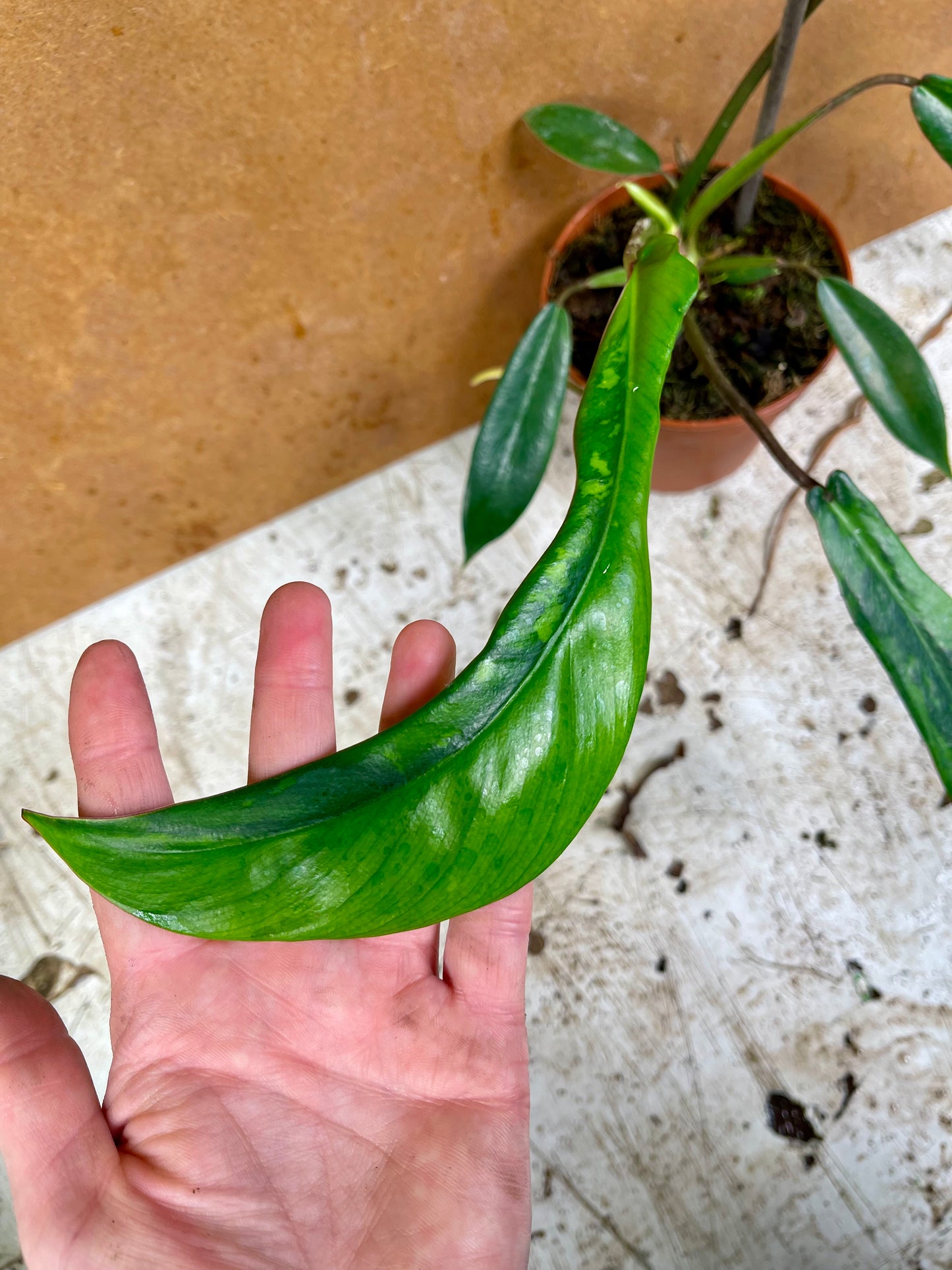 Philodendron joepii green on green variegata NEW